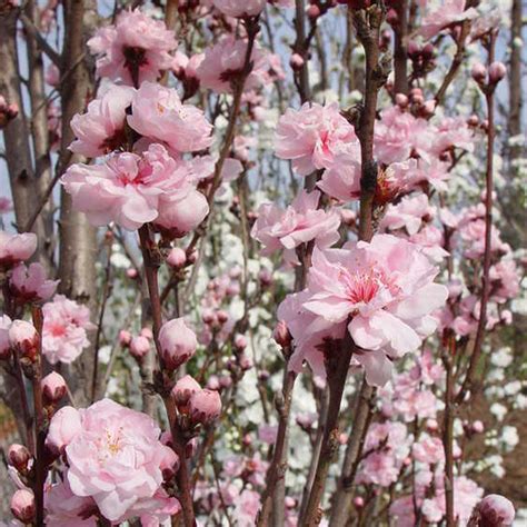 double flowering peach trees for sale